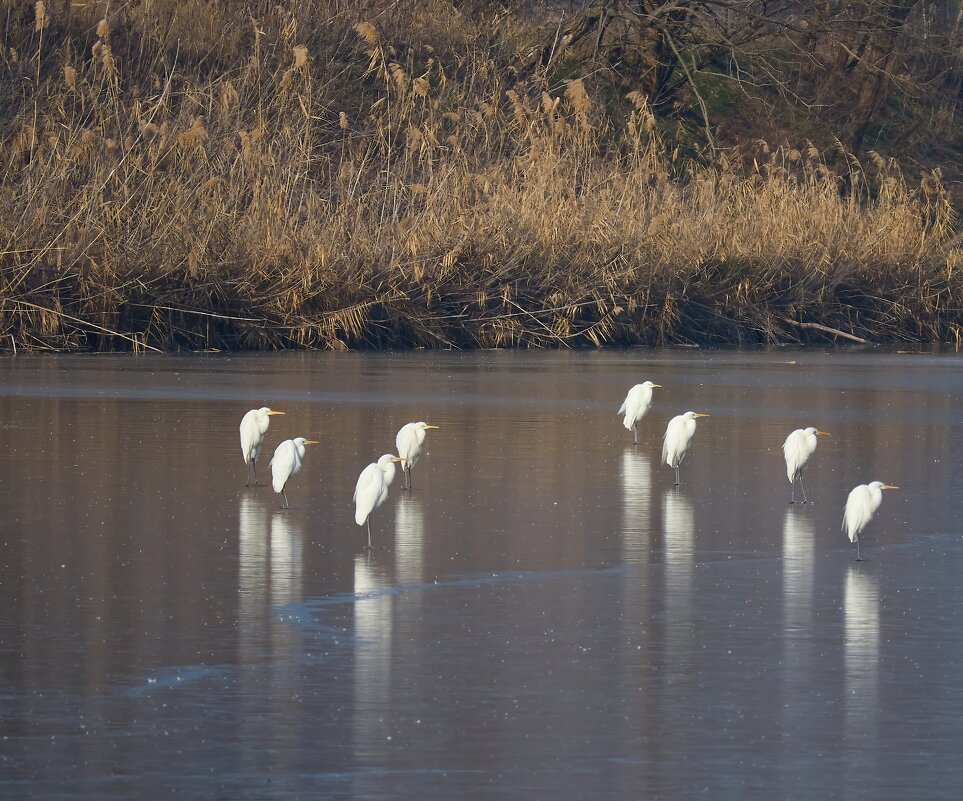 На льду... - Александр Посошенко На льду... - Александр Посошенко
