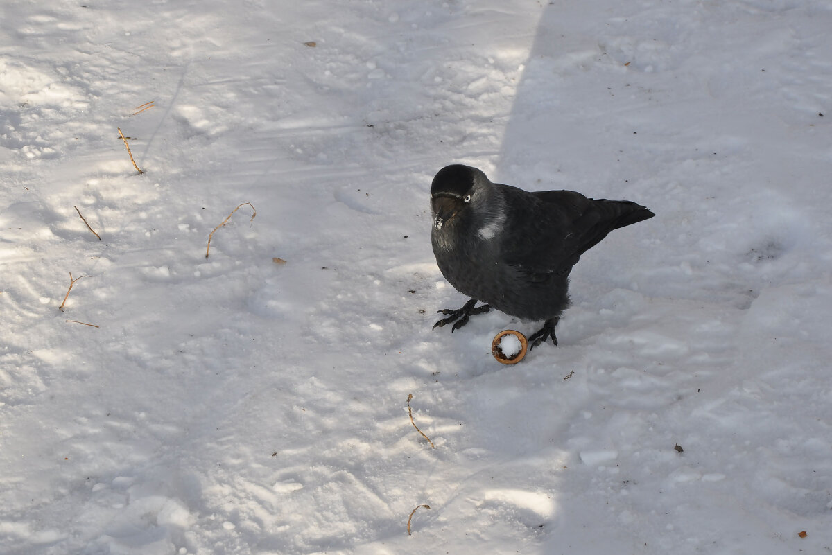 Вместо орешка снежок - Татьяна Машошина Вместо орешка снежок - Татьяна Машошина