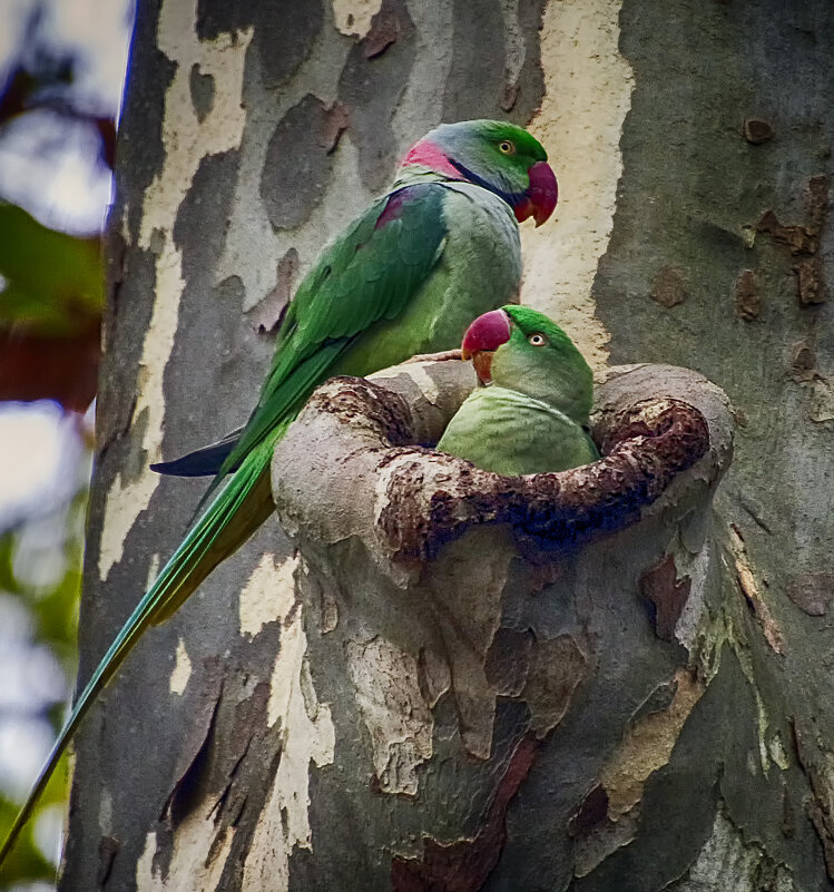 У дома своего - Андроник Александр 