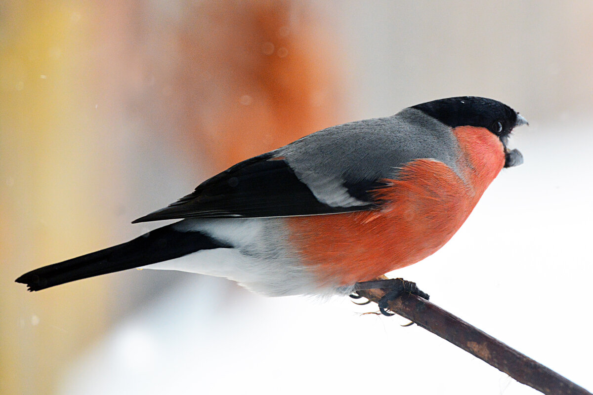 песня снегиря - леонид логинов песня снегиря - леонид логинов