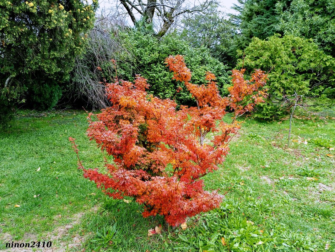 Адлер. Дендропарк "Южные культуры" - Нина Бутко Адлер. Дендропарк "Южные культуры" - Нина Бутко