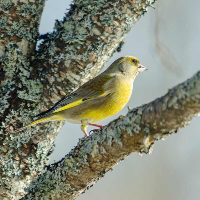Зеленушка греется на солнышке - Татьяна Семенова Зеленушка греется на солнышке - Татьяна Семенова