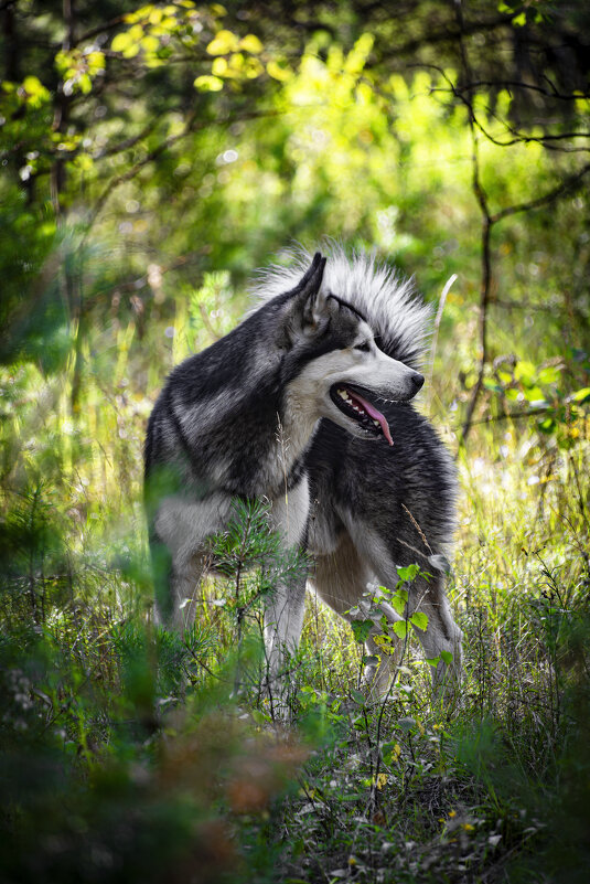 Ярик. - leff Postnov