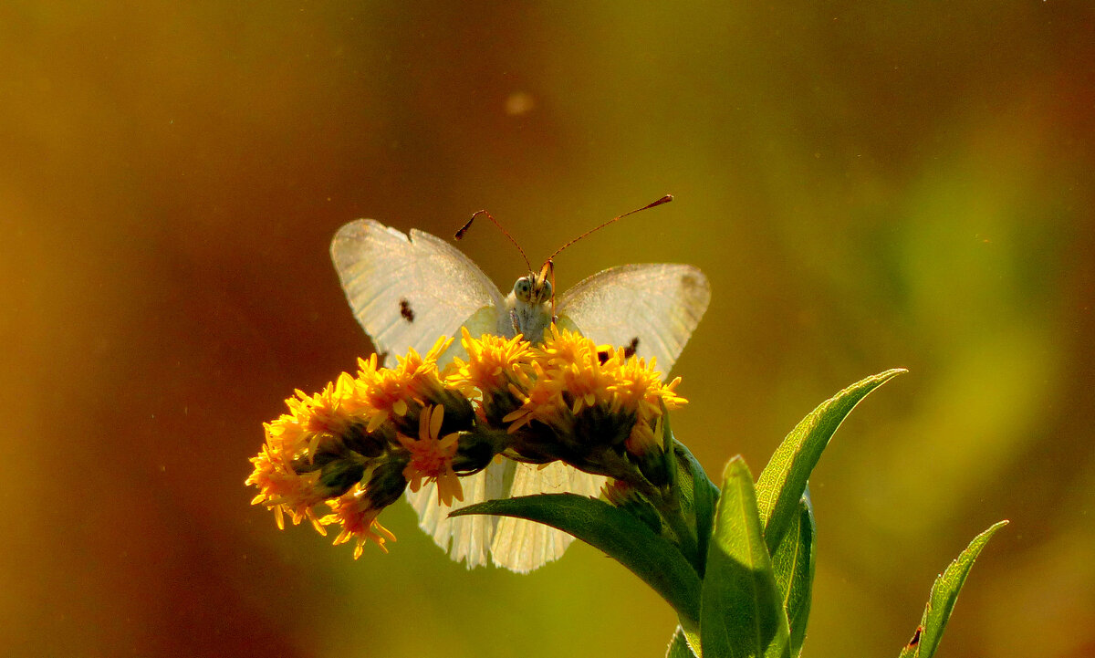 опять про бабочек 345 - Александр Прокудин опять про бабочек 345 - Александр Прокудин