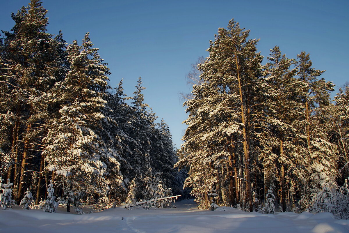 Снежные  деревья - Сергей Швечков