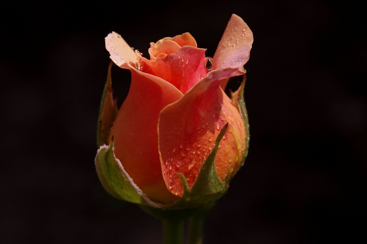 Роза - Сергей Швечков Роза - Сергей Швечков