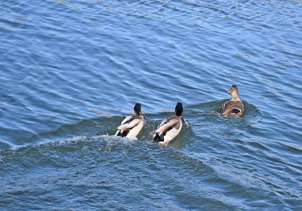 Оба хороши! - Валентина  Нефёдова 