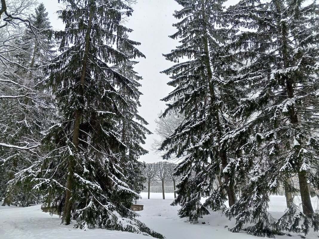 Зима - Сапсан 