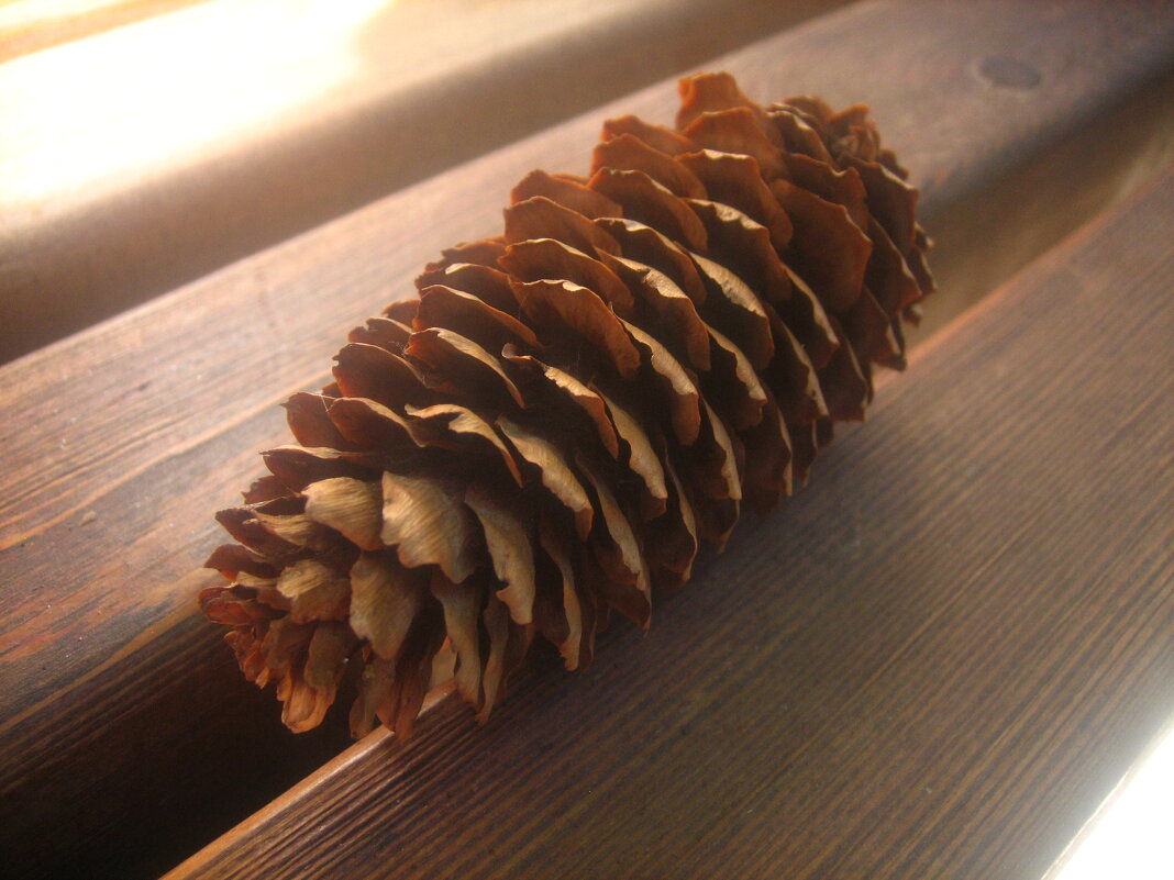 еловая шишка - Александр Кольцов