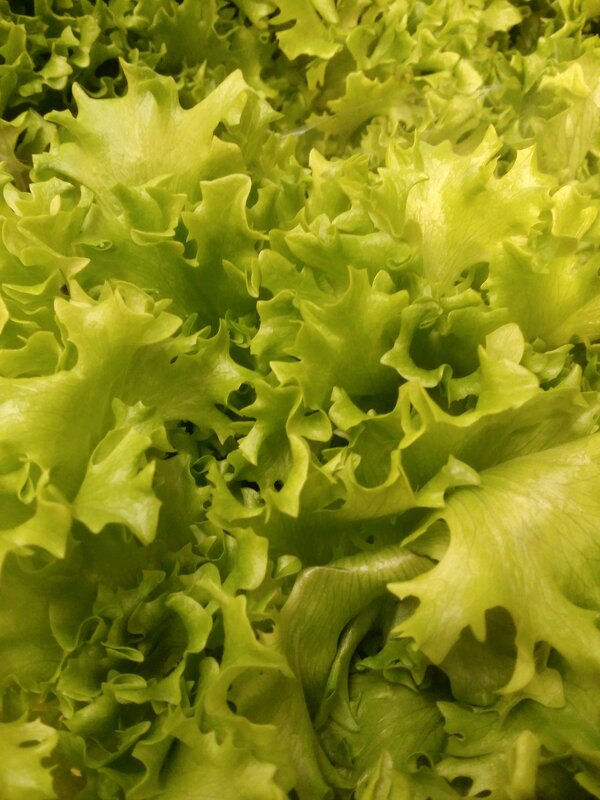 зелень - Александр Кольцов