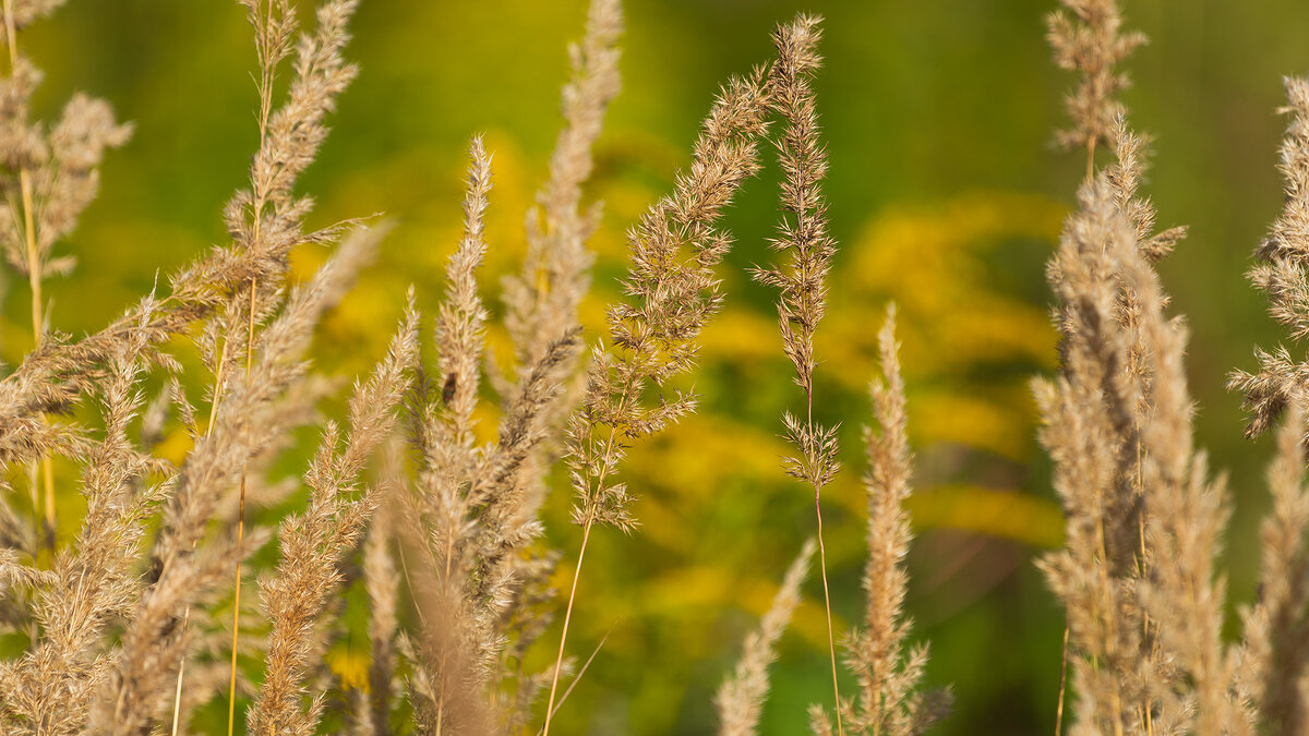 Июль - Владимир Лазарев