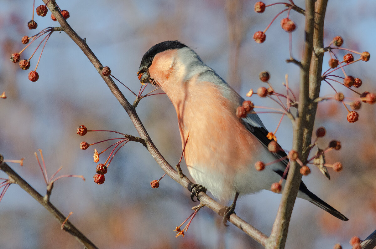 Снегирь. - Виктор Иванович Чернюк
