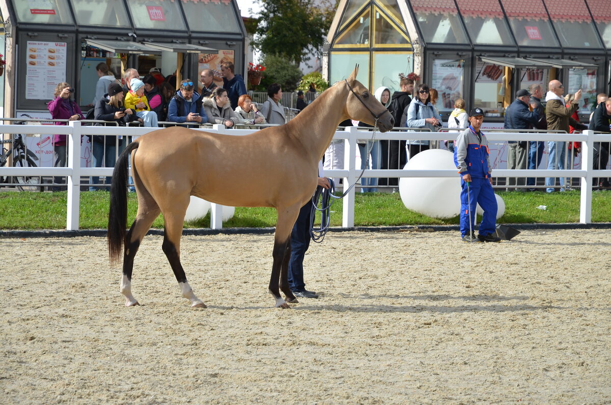Красавец - Валерий Пославский Красавец - Валерий Пославский