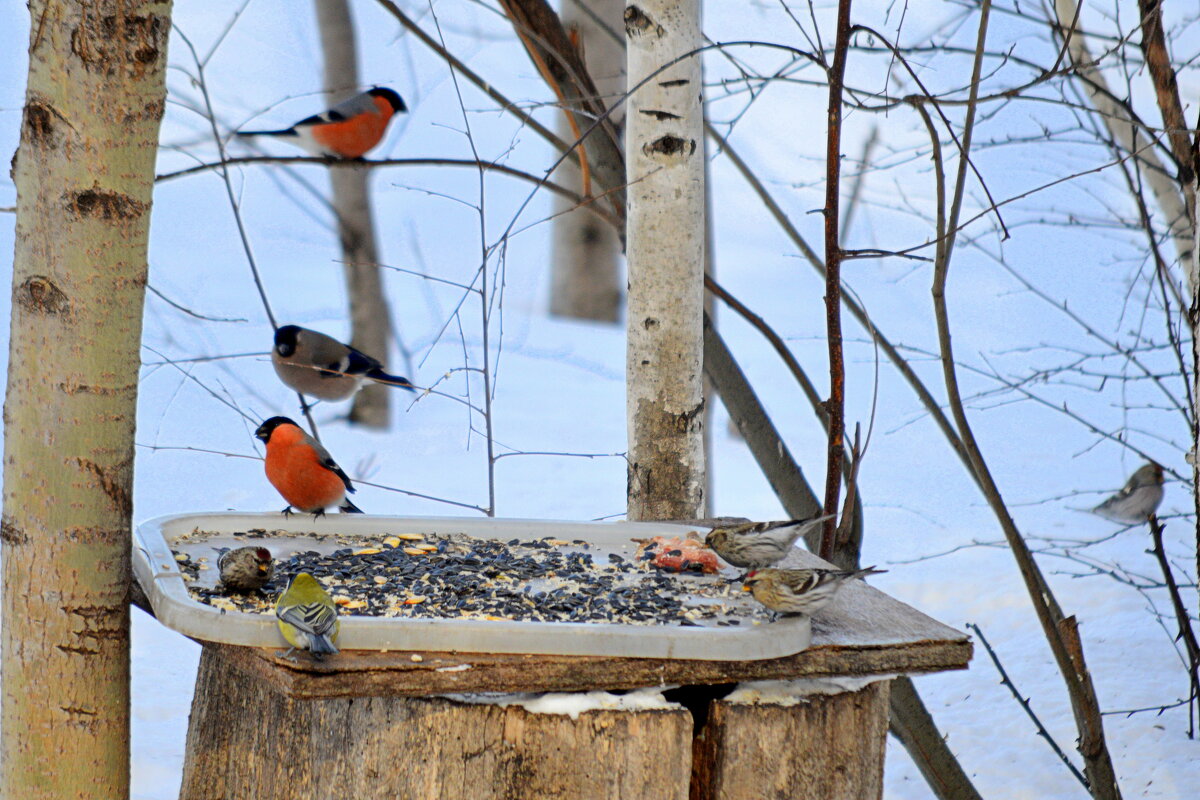 Лесная столовая - Татьяна Лютаева