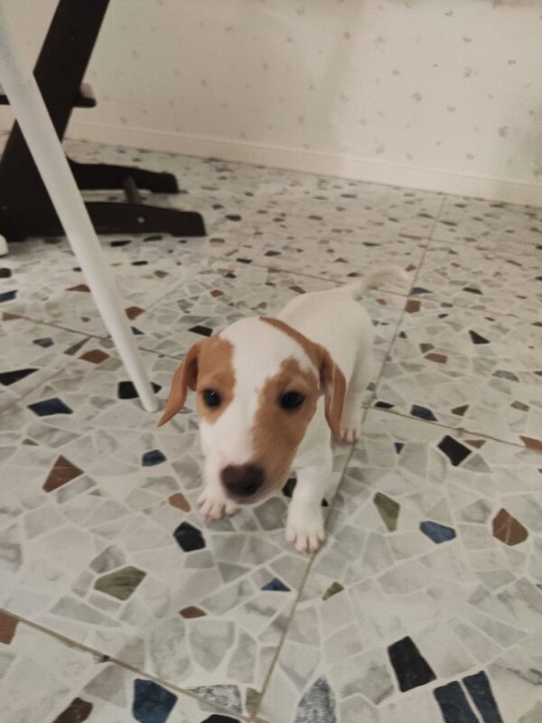 Малыш Арни. - Ольга 