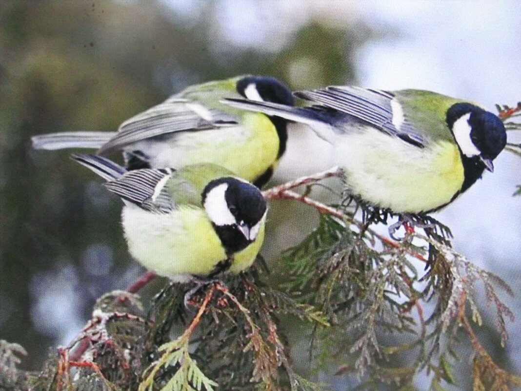 Ждут угощения - Людмила Смородинская Ждут угощения - Людмила Смородинская