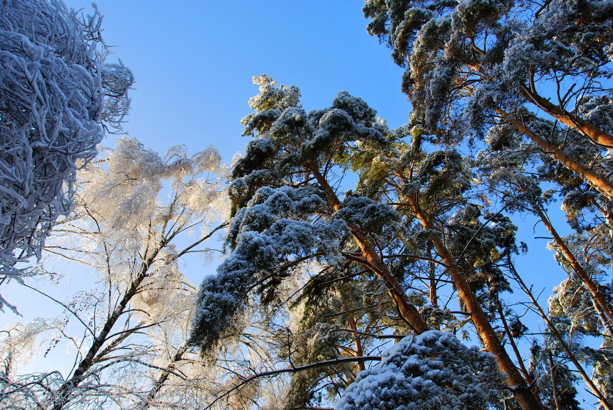 Мороз и солнце; день чудесный! - Юрий Вовк Мороз и солнце; день чудесный! - Юрий Вовк
