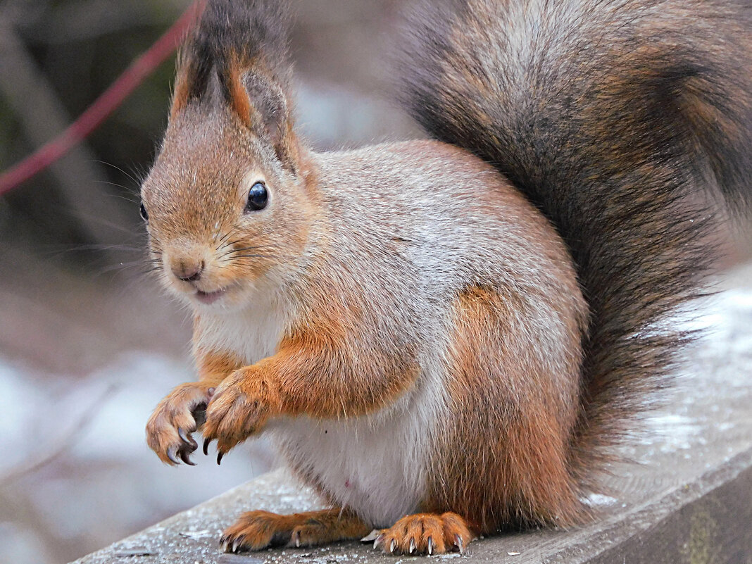 Белка - Лина 