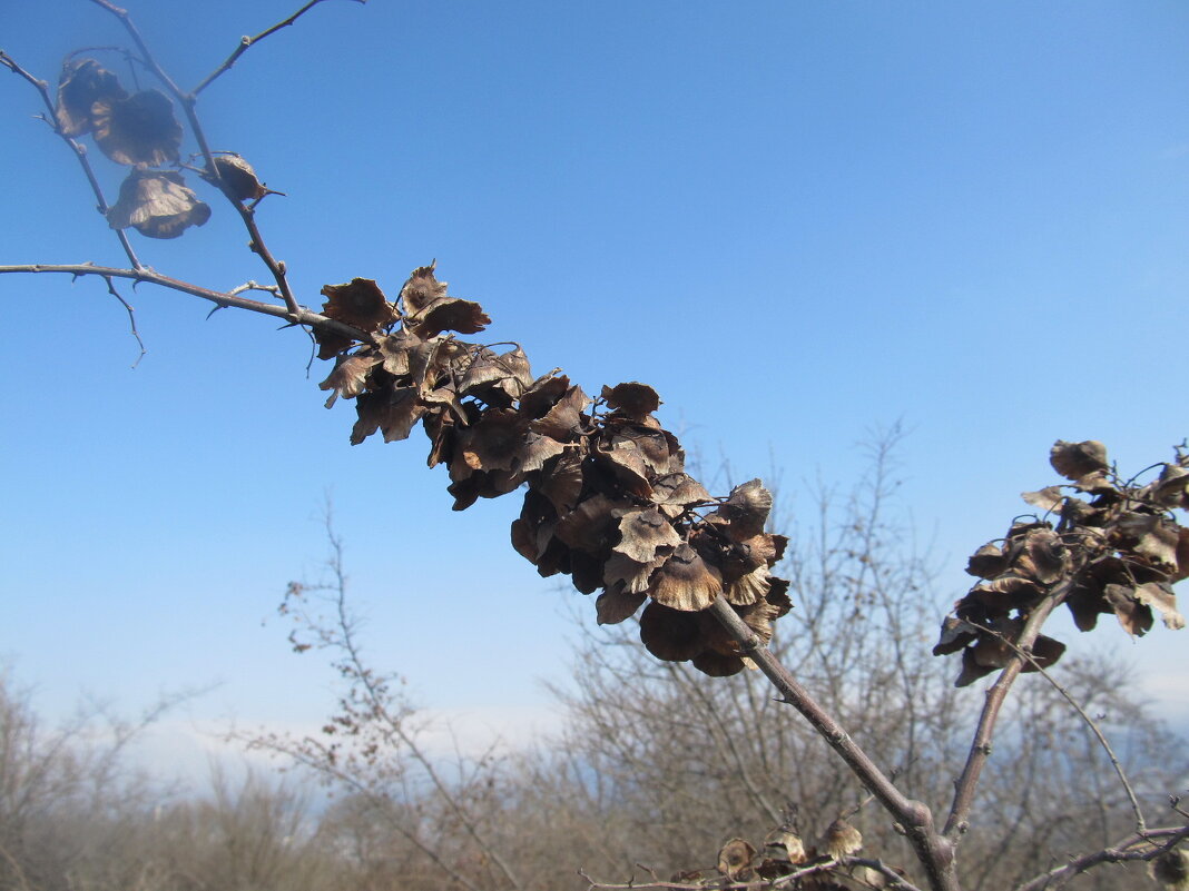 Новороссийск - Елена Шаламова