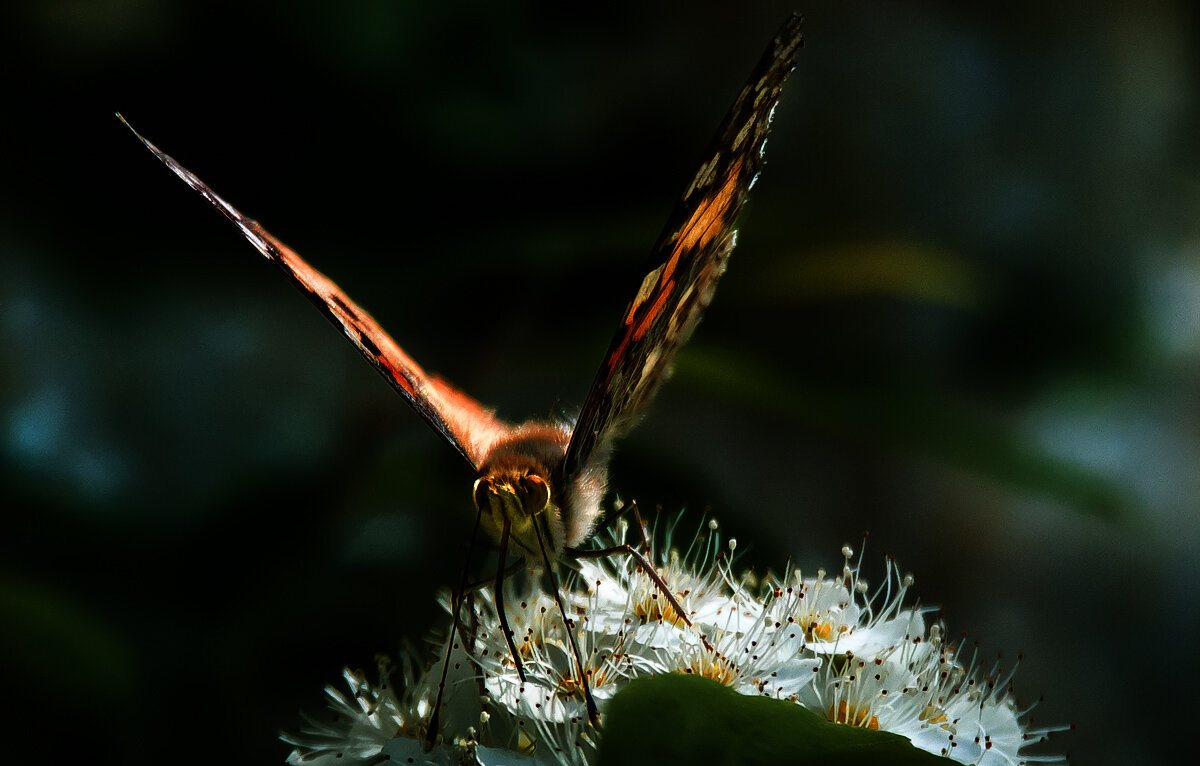 *** - Владимир Безбородов *** - Владимир Безбородов