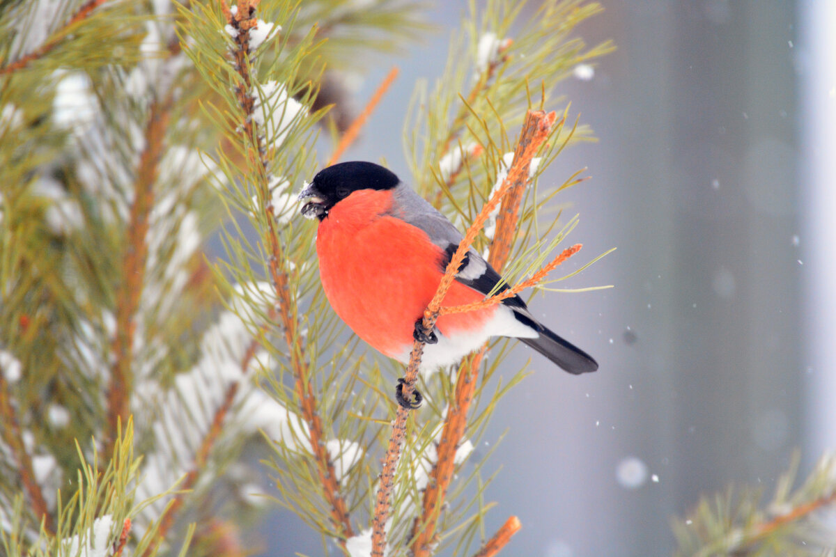 снегири вы мои снегири - леонид логинов