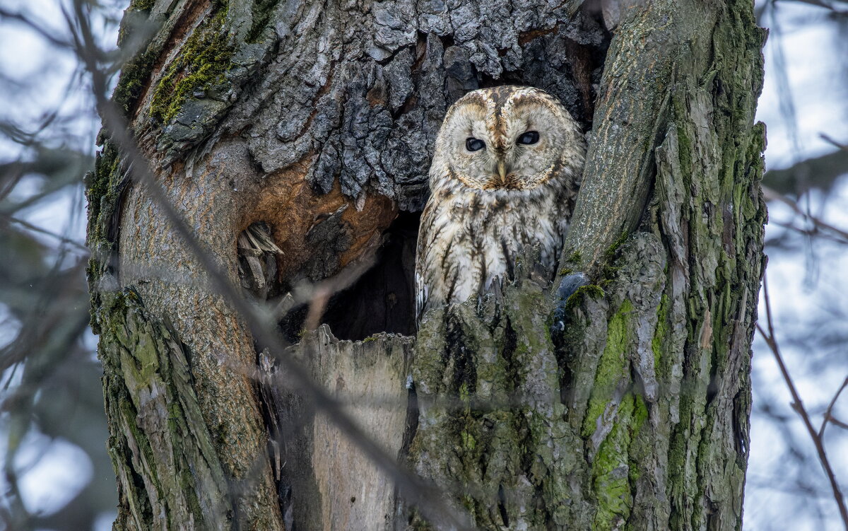 серая неясыть. - юрий макаров серая неясыть. - юрий макаров