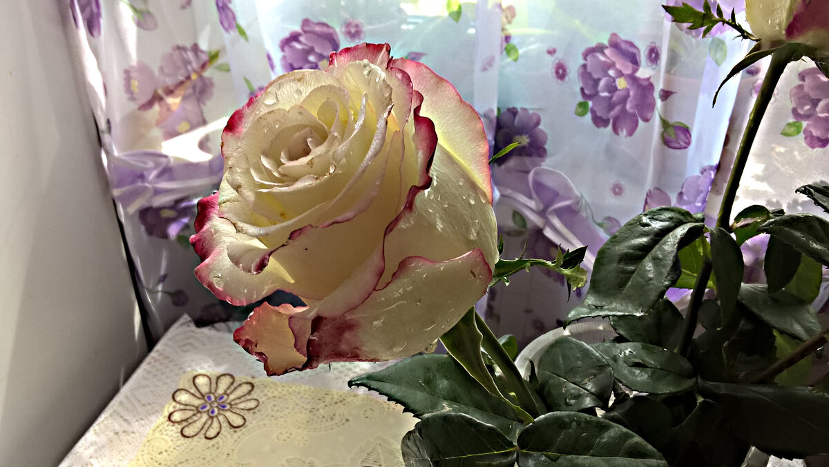 Роза - Елена Семигина Роза - Елена Семигина