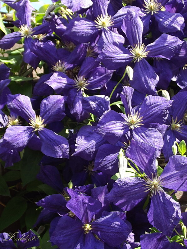 Клематис - Freddy 97