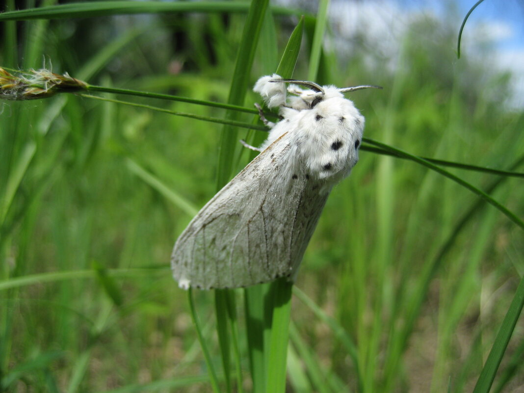 Гарпия белая - Anna Ivanova