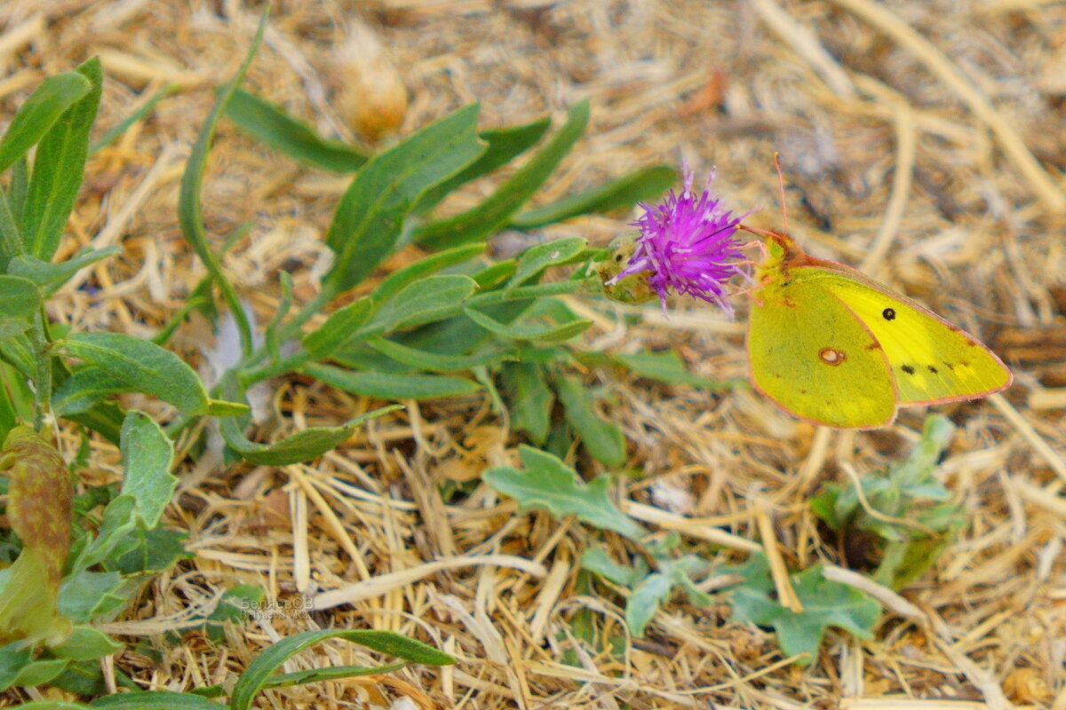 Бабочка неугомонная - Сергей Беляев Бабочка неугомонная - Сергей Беляев