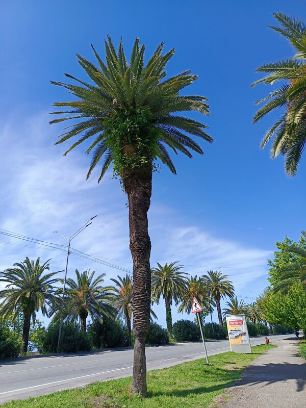 Пальма - Татьяна Пальчикова Пальма - Татьяна Пальчикова