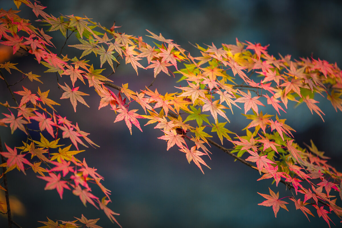 Японский клен - Дмитрий Японский клен - Дмитрий