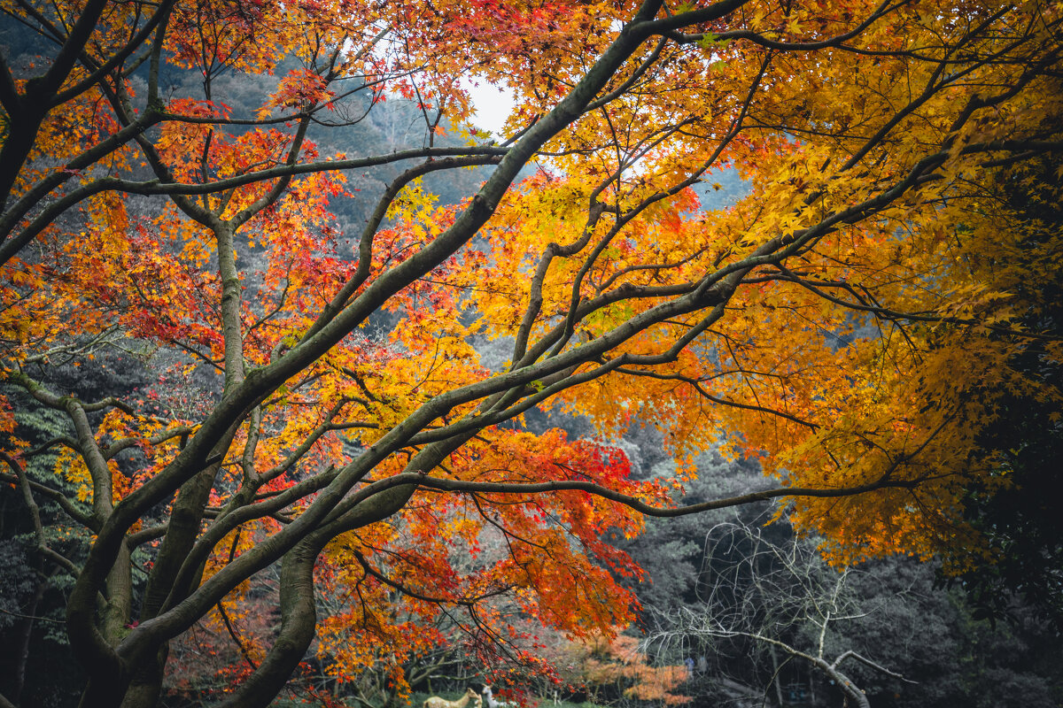 Осенние краски - Дмитрий 