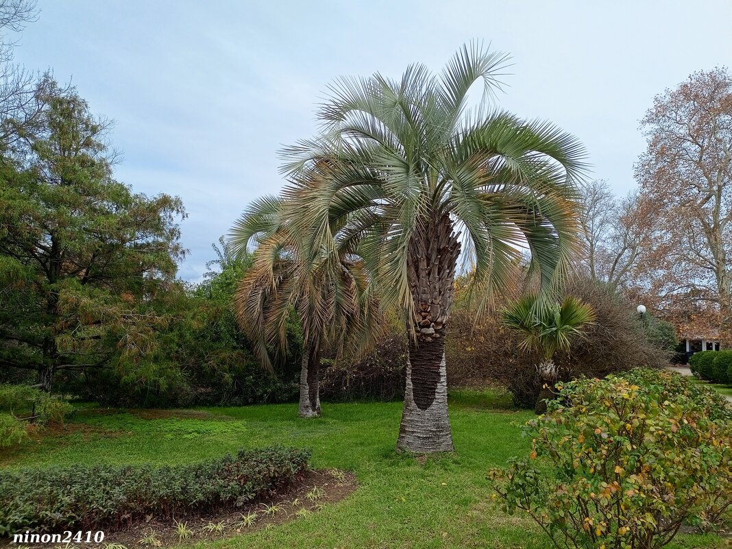 Адлер. Дендропарк "Южные культуры" - Нина Бутко Адлер. Дендропарк "Южные культуры" - Нина Бутко