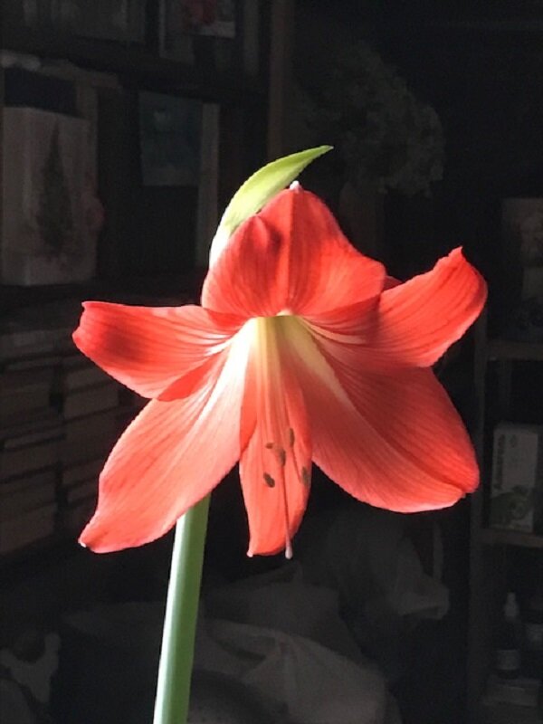 Предвестник весны - Татьяна Юрасова