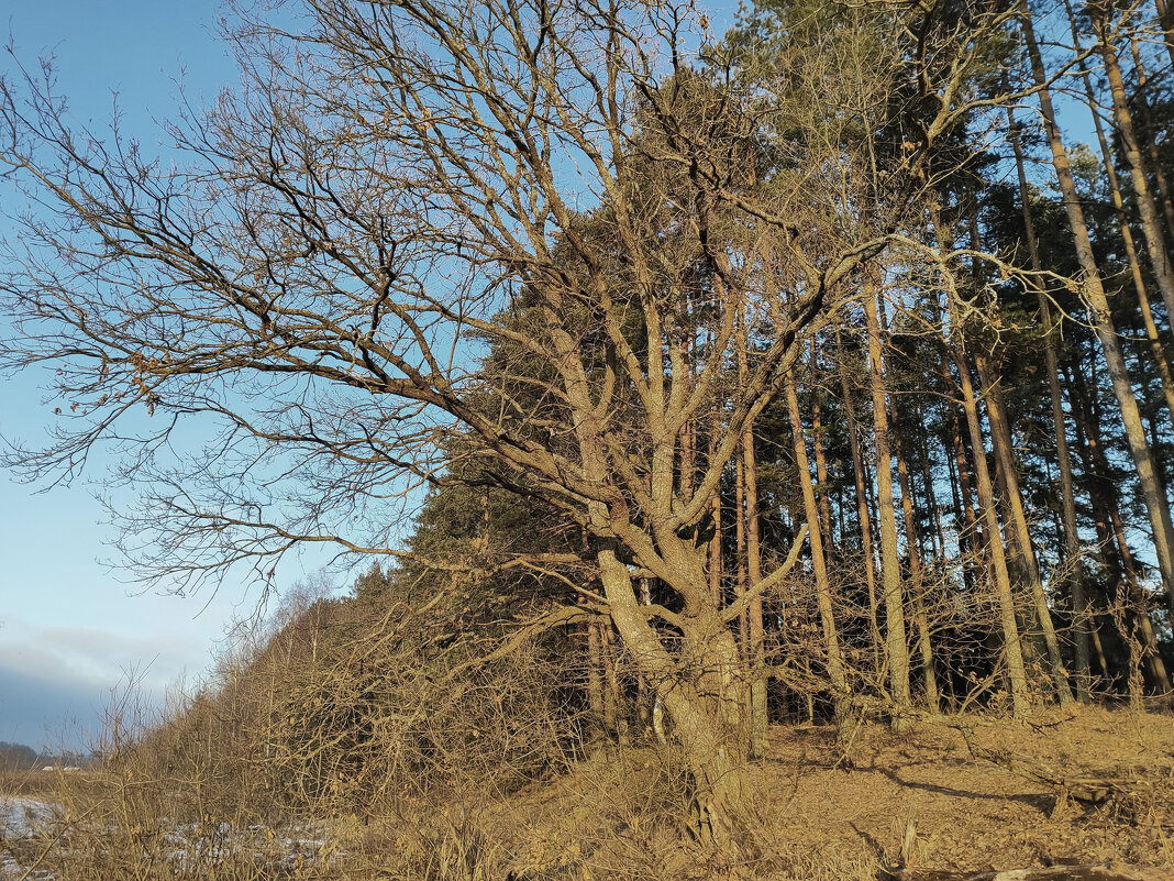 Великан - Денис Бочкарёв