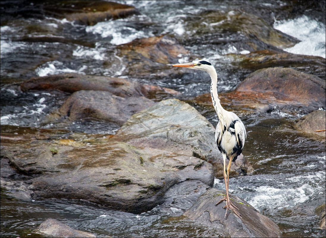 Японский журавлик - Валерий Готлиб Японский журавлик - Валерий Готлиб