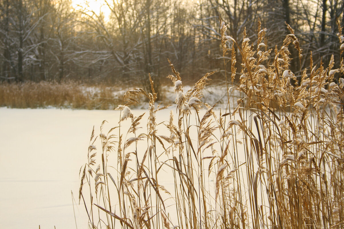 Зима за городом - Вячеслав Владимирович Зима за городом - Вячеслав Владимирович