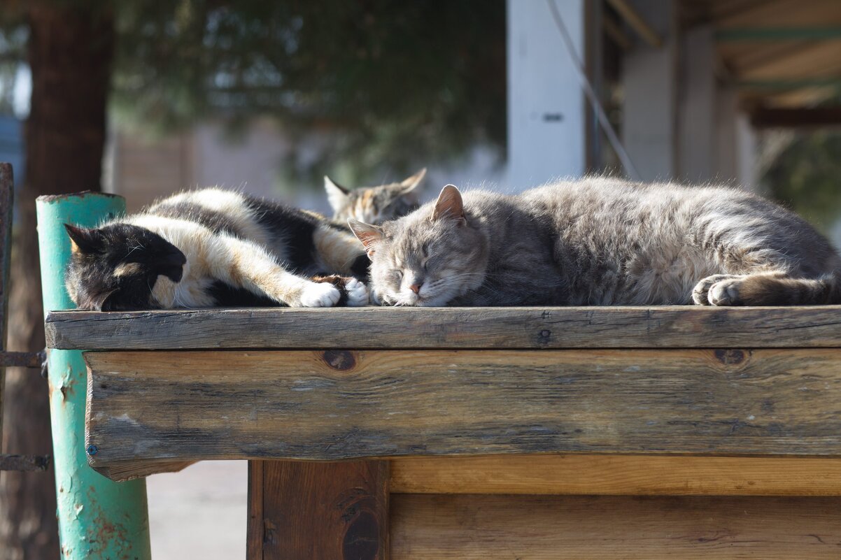 Крымские котики. Коктебель. Весна - Вячеслав Владимирович