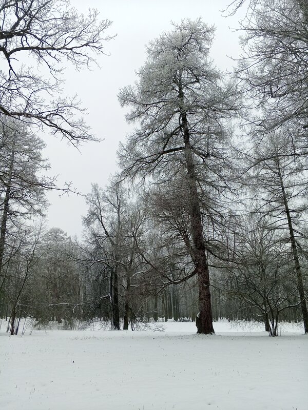 Зима - Сапсан 
