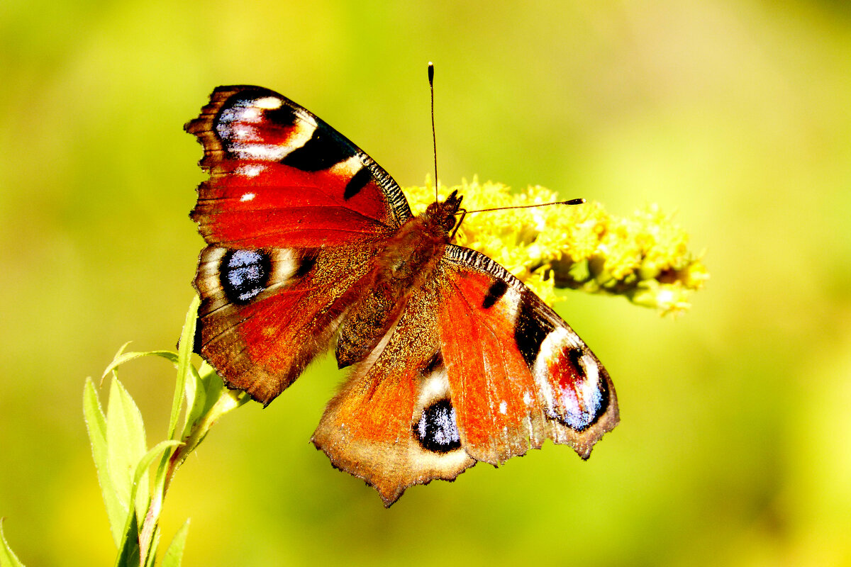 опять про бабочек 351 - Александр Прокудин опять про бабочек 351 - Александр Прокудин