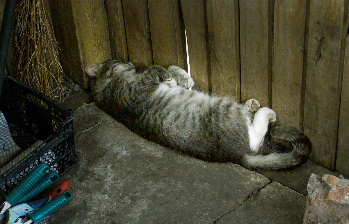 После сытного обеда. - владимир После сытного обеда. - владимир