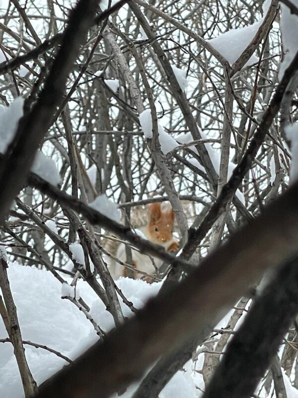 Белочка тлеутка - Георгиевич 