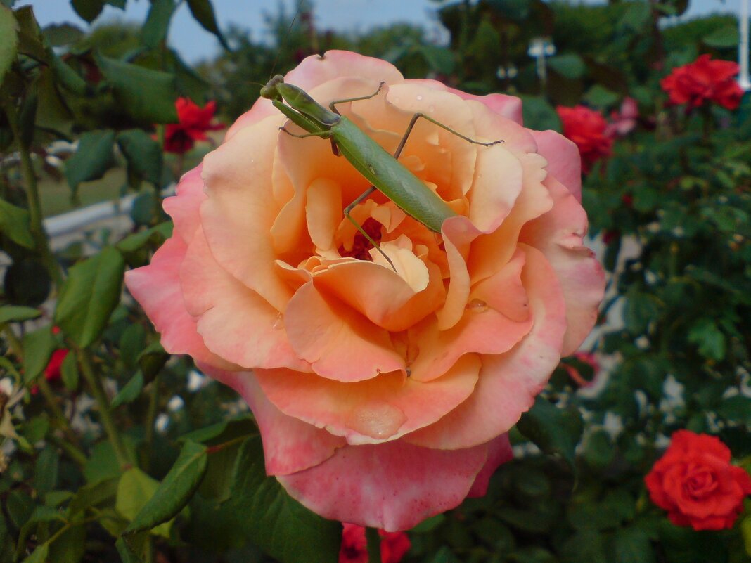 Роза - Владимир 