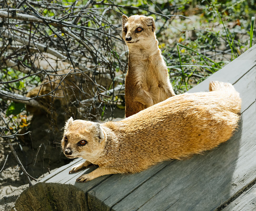Мангуст - SanSan 