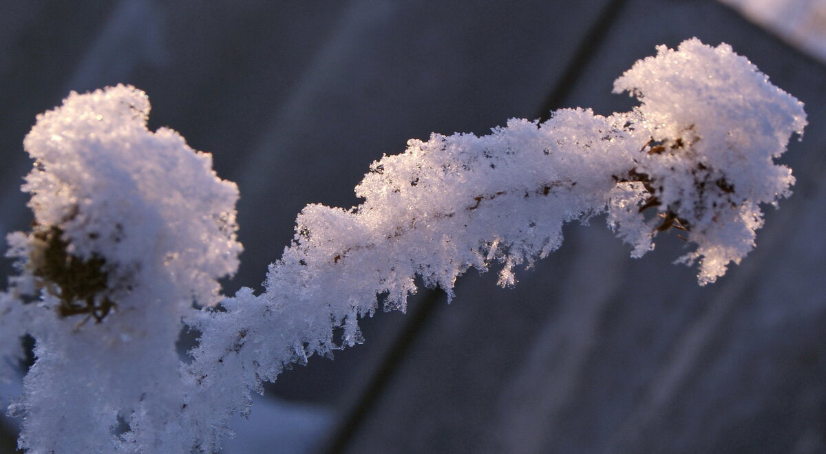 В утреннем свете. - сергей ермошкин В утреннем свете. - сергей ермошкин