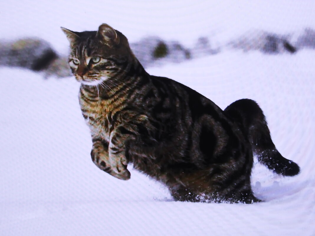 За птичкой - Людмила Смородинская