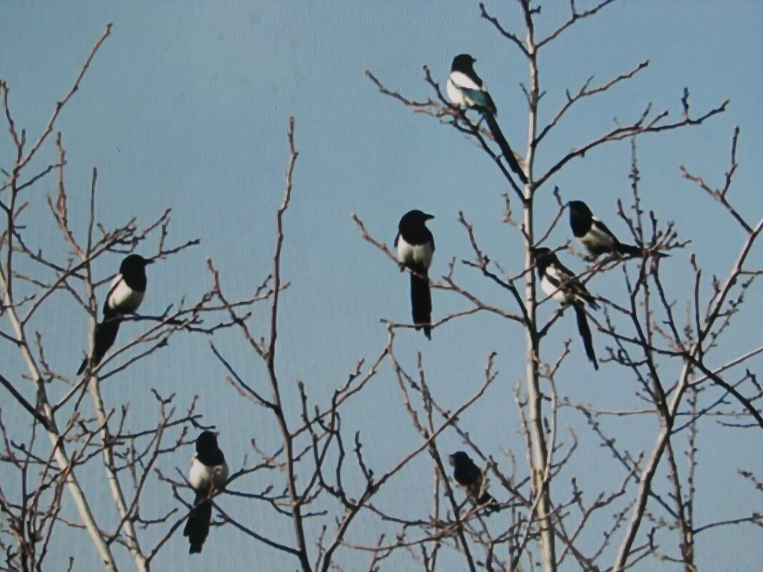 Целая стая - Людмила Смородинская