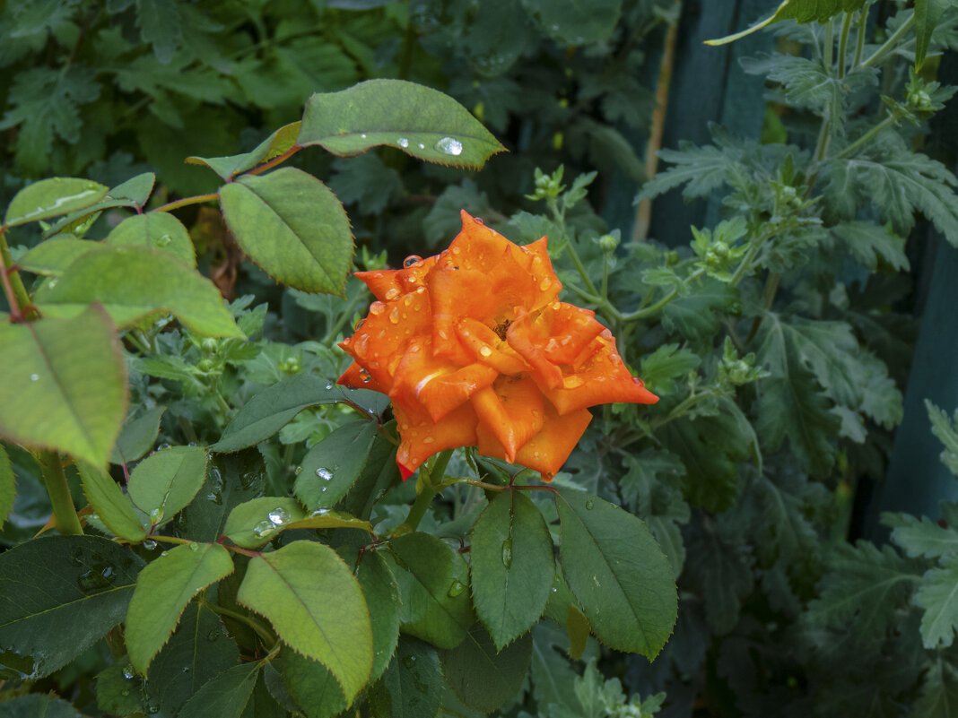 Оранжевая роза - Валентин Семчишин