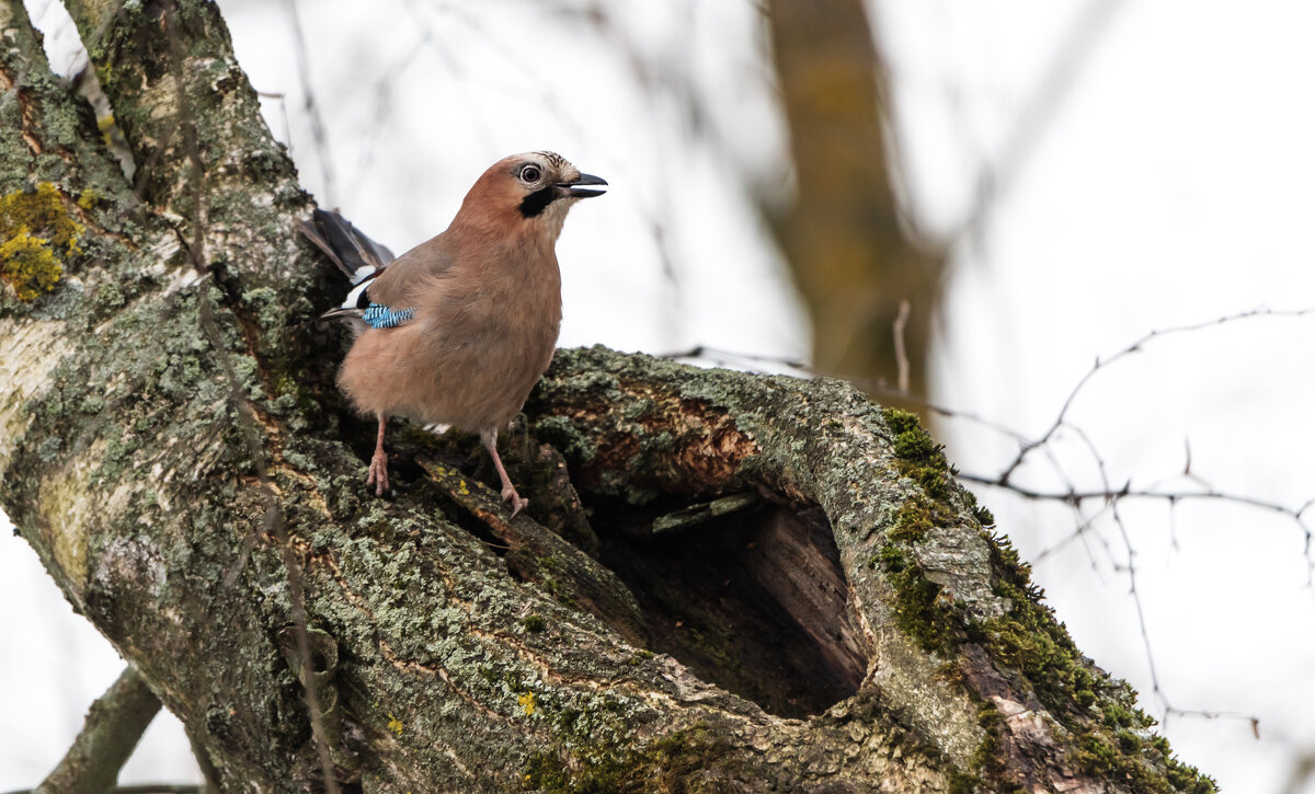 Сойка. - Владимир Безбородов
